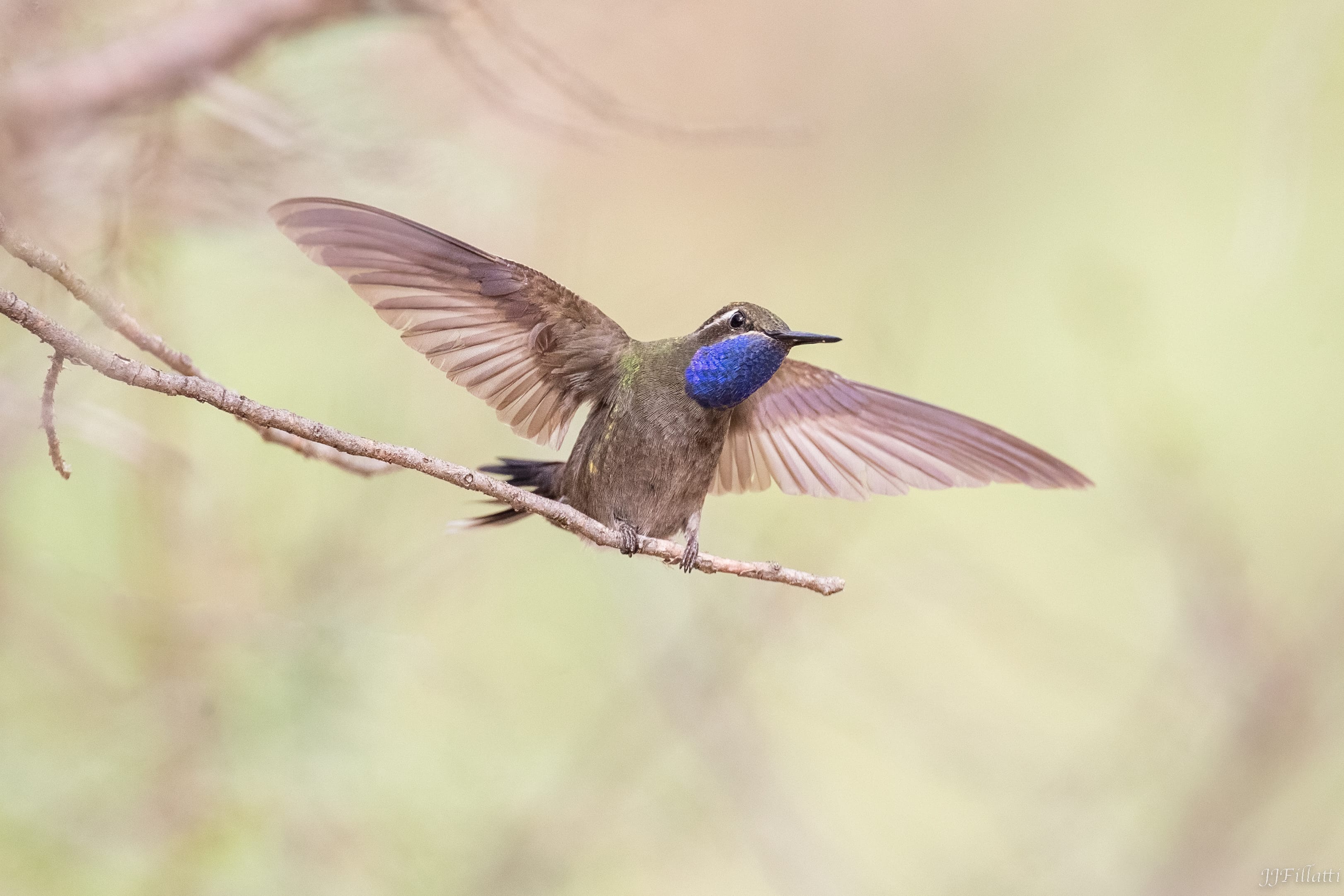 bird of arizona image 31